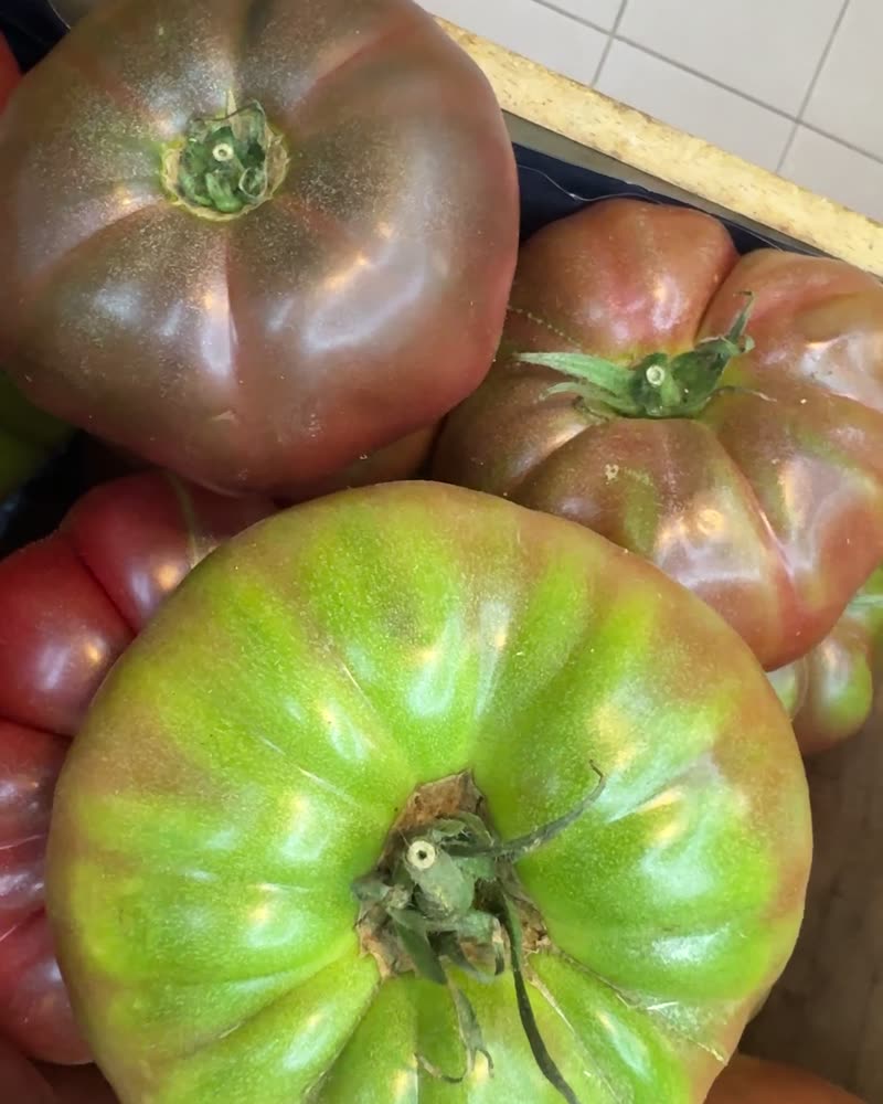 Tomates anciennes vertes et noires dans un cageot de bois.